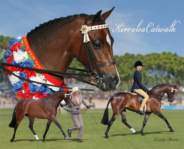 Kirralea Show Ponies